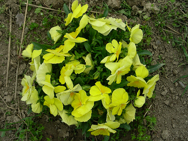 pansy in flower